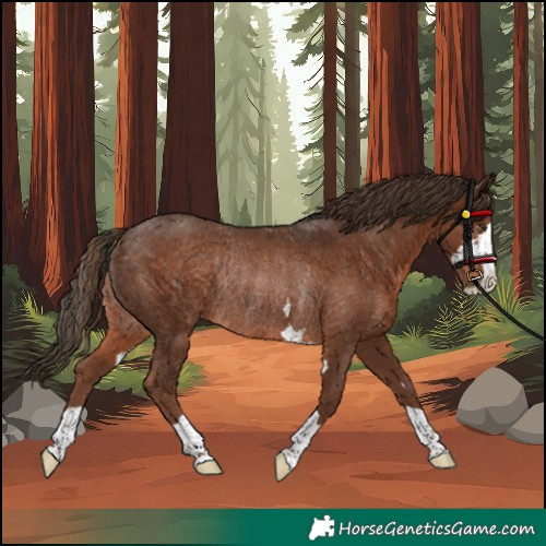 Horse Color:Liver Chestnut Rabicano