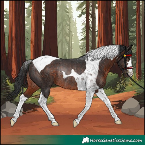 Horse Color:Brown Tobiano Rabicano 