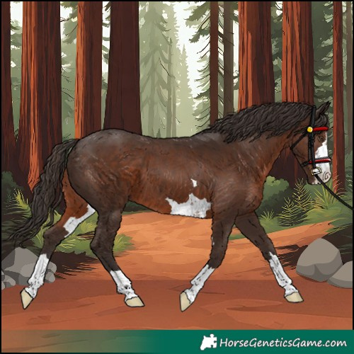 Horse Color:Liver Chestnut 