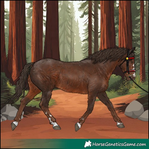 Horse Color:Liver Chestnut Rabicano