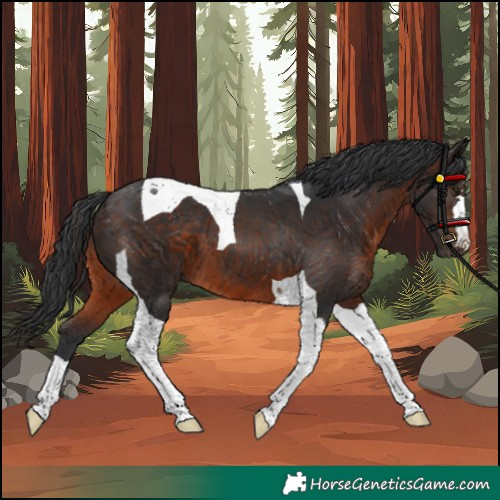 Horse Color:Brown Tobiano 