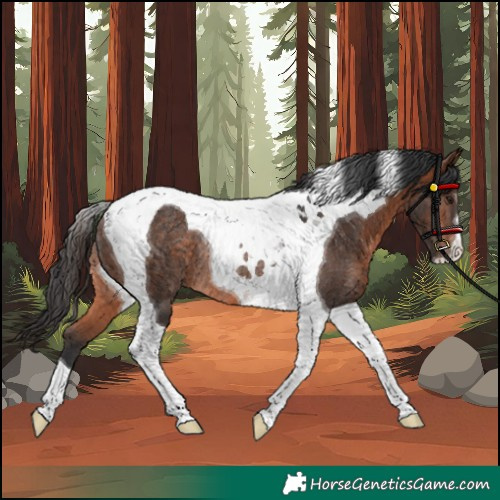 Horse Color:Bay Tobiano Rabicano