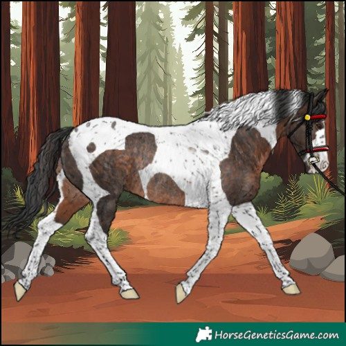 Horse Color:Brown Tobiano Rabicano 