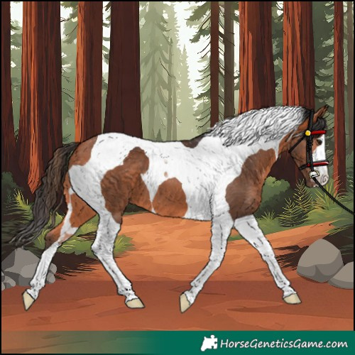 Horse Color:Bay Tobiano 