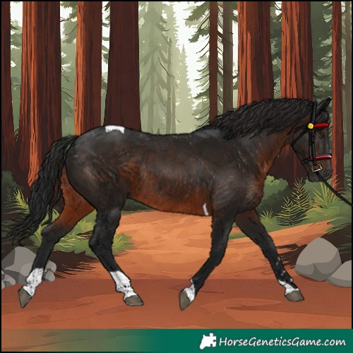 Horse Color:Gray Brown Tobiano Rabicano 