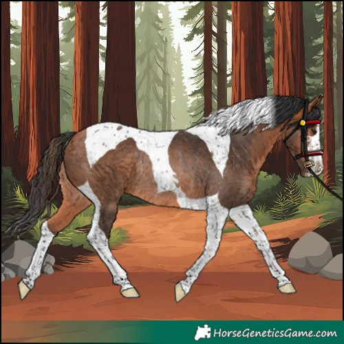 Horse Color:Bay Tobiano Rabicano 