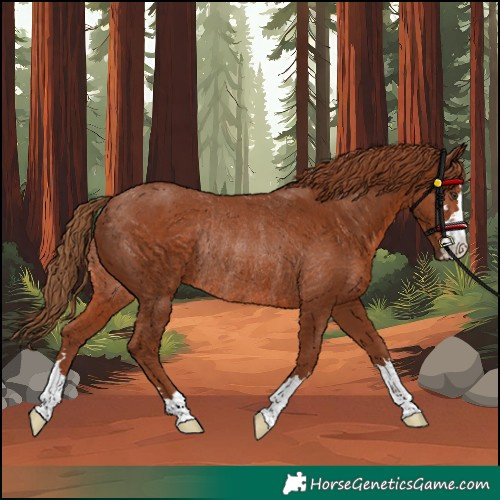 Horse Color:Chestnut Rabicano