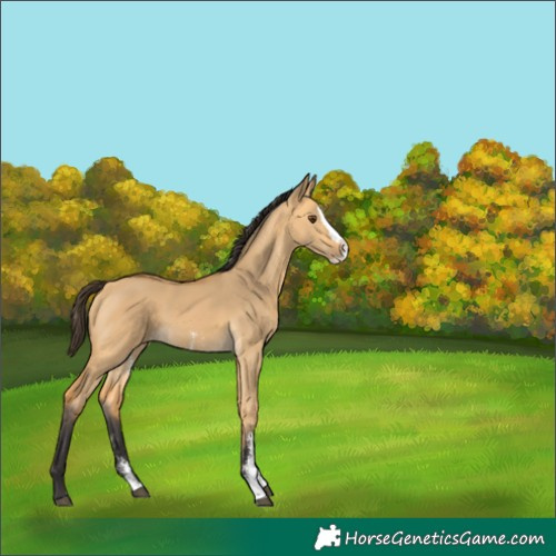 Horse Color:Unknown 