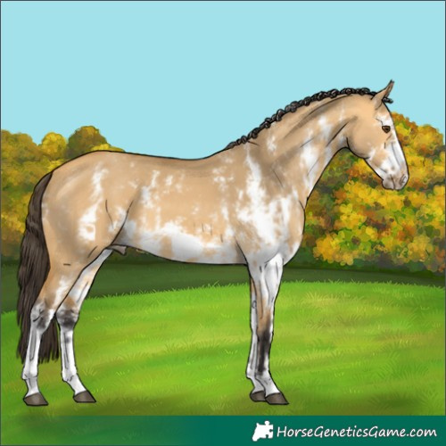 Horse Color:Unknown