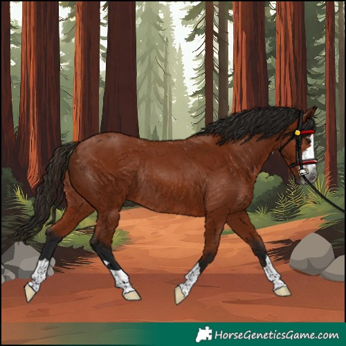 Horse Color:Gray Bay Rabicano
