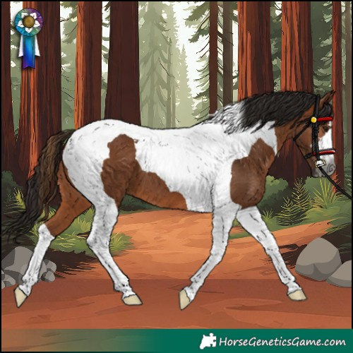 Horse Color:Gray Bay Tobiano