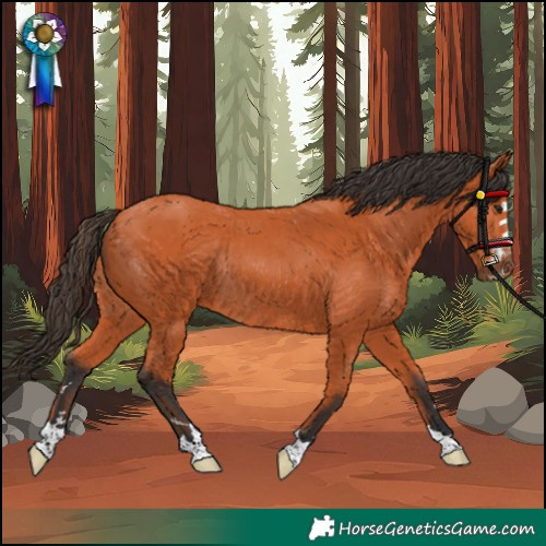 Horse Color:Bay Rabicano 