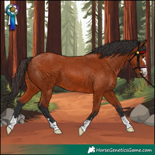Horse Color:Bay 
