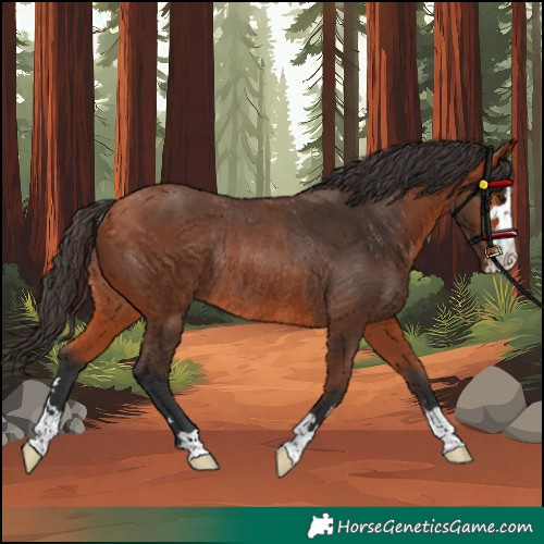 Horse Color:Bay Rabicano