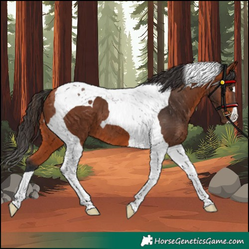Horse Color:Bay Tobiano