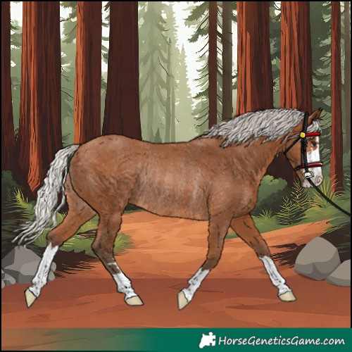 Horse Color:Silver Bay Rabicano
