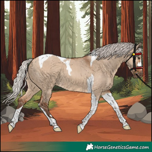 Horse Color:Silver Bay Dun Tobiano