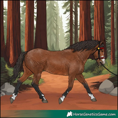 Horse Color:Bay 