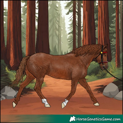 Horse Color:Chestnut 