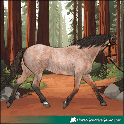 Horse Color:Bay Roan