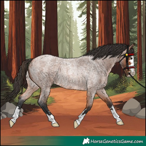 Horse Color:Bay Roan Rabicano