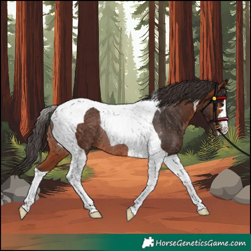 Horse Color:Bay Tobiano Rabicano