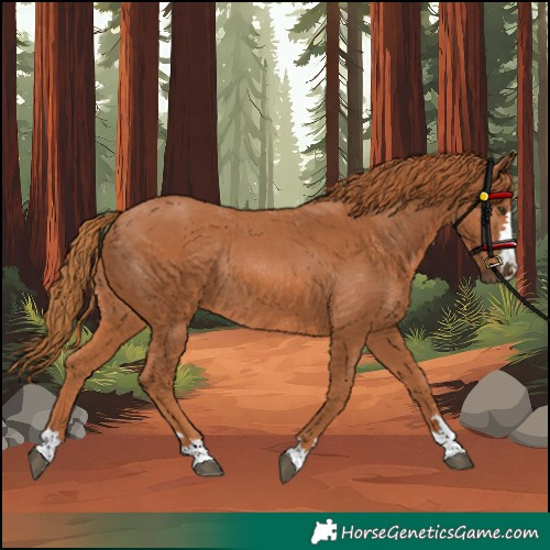 Horse Color:Chestnut Rabicano 