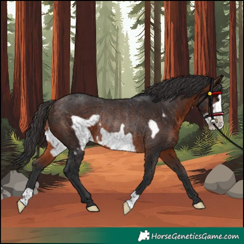 Horse Color:Brown Frame Rabicano