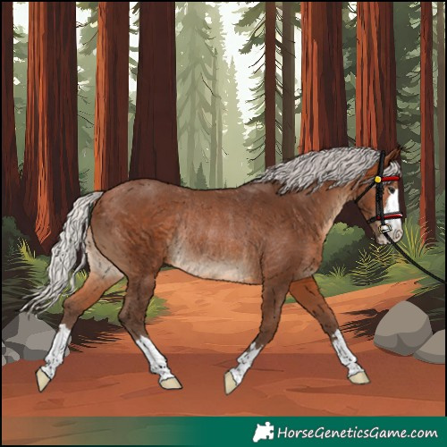Horse Color:Silver Brown Rabicano