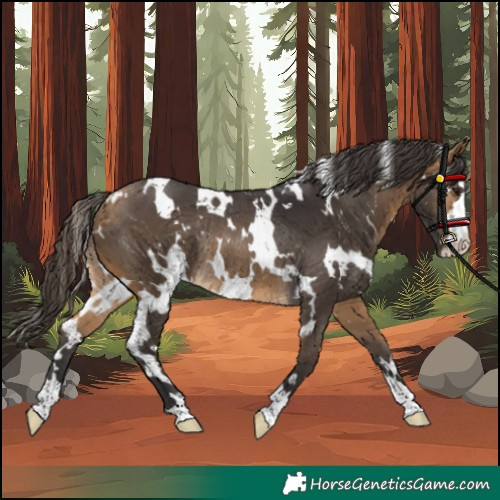 Horse Color:White Spotted Buckskin Rabicano 