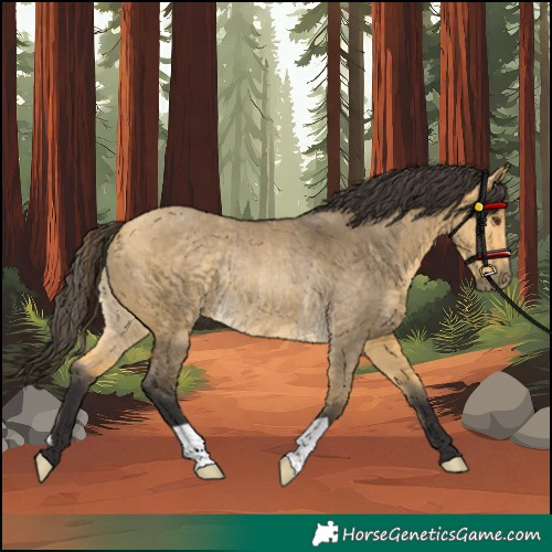 Horse Color:Buckskin Dun Rabicano 