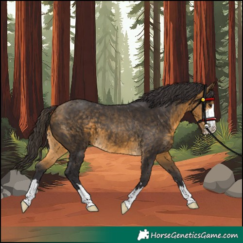 Horse Color:Buckskin
