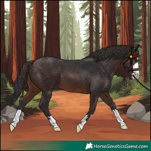 Horse Color:Brown 