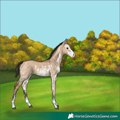 Horse Color:Bay Dun Sabino Splash 