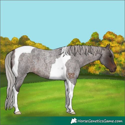 Horse Color:Silver Brown Roan Tobiano 