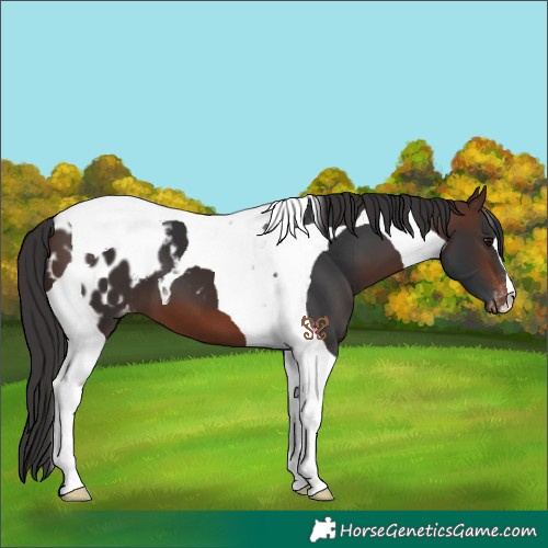 Horse Color:Brown Tobiano Appaloosa 