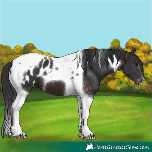 Horse Color:Brown Tobiano Appaloosa 