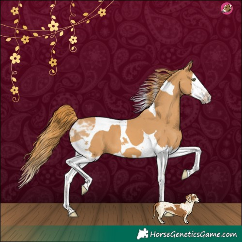 Horse Color:Chestnut Splash Tobiano 