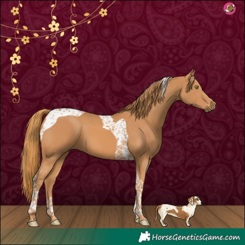 Horse Color:Chestnut Tobiano