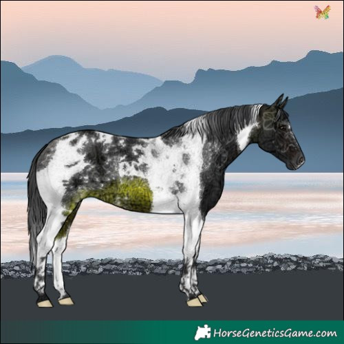 Horse Color:Brown Ice Tobiano