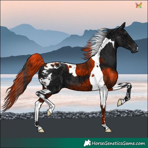 Horse Color:Brown Ice Tobiano