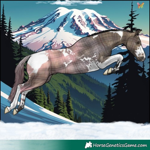 Horse Color:Plaid Brown Dun Tobiano