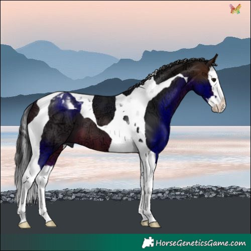Horse Color:Brown Ice Splash Tobiano