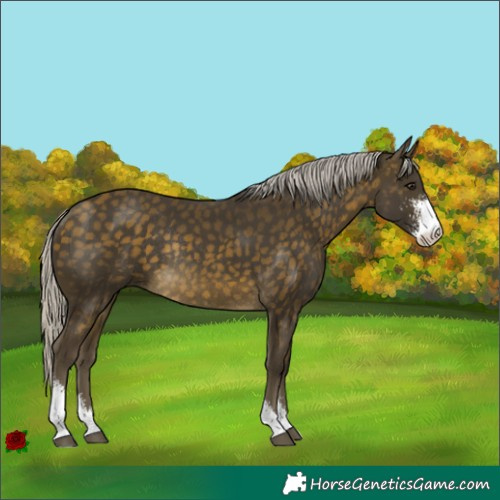 Horse Color:Silver Buckskin Sabino Rabicano