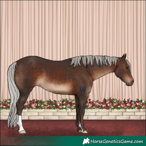 Horse Color:Silver Brown 