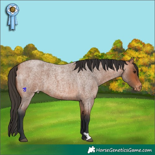 Horse Color:Bay Roan Appaloosa 