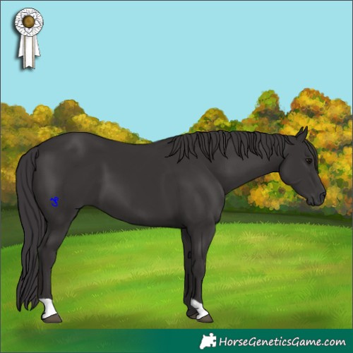 Horse Color:Smoky Black