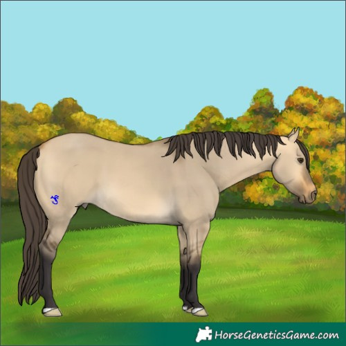 Horse Color:Buckskin Dun