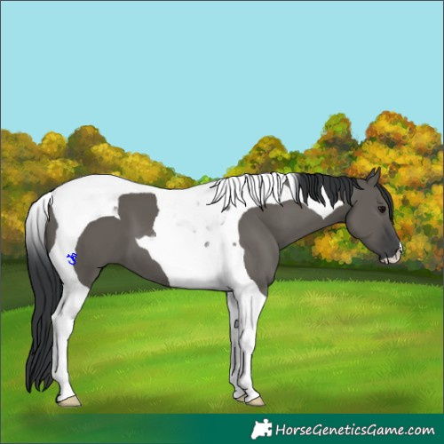 Horse Color:Grullo Tobiano 