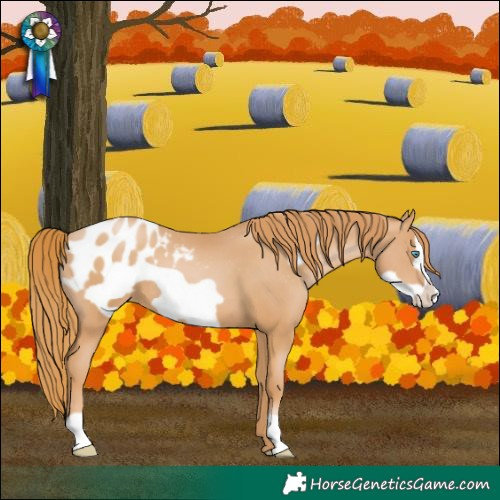 Horse Color:Chestnut Pearl Frame Appaloosa 
